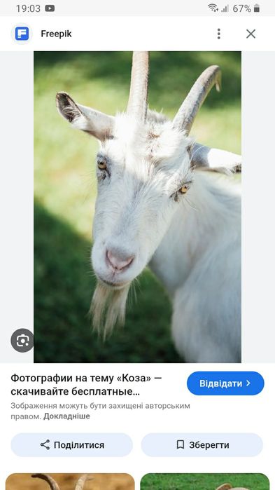 Віддаю в добрі руки