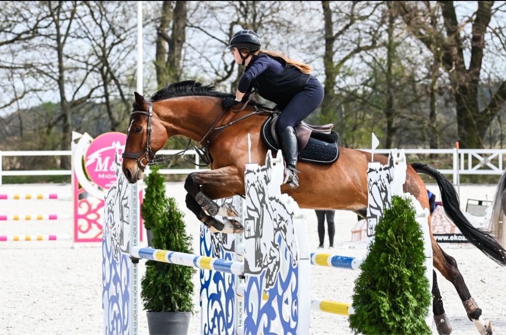 6 letni wałach, po pierwszym starcie w P klasie