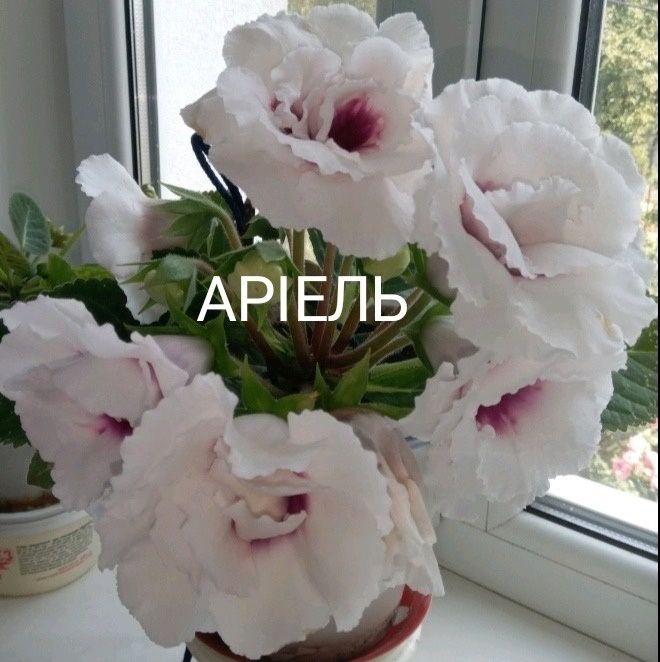 Глоксиниї сортові КІМНАТНІ РОСЛИНИ