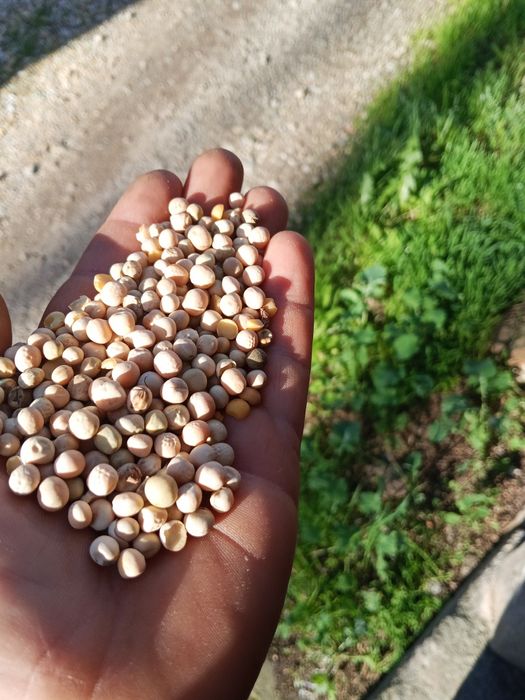 Witam sprzedam groch