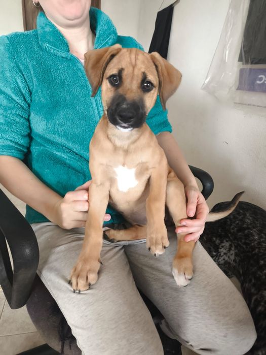 Sammy bebé para adopção