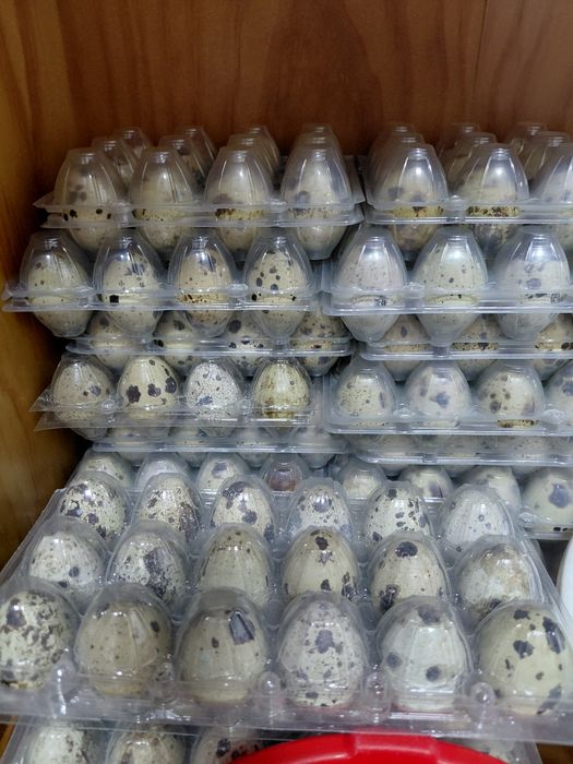 Venda de Ovos de codornizes