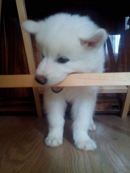 самоїд для в'язки