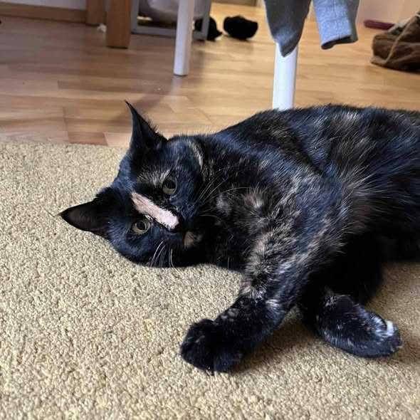 Cynamonka szuka spokojnego domu