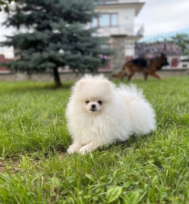 Spic miniaturowy pomeranian unikatowa sunia mini