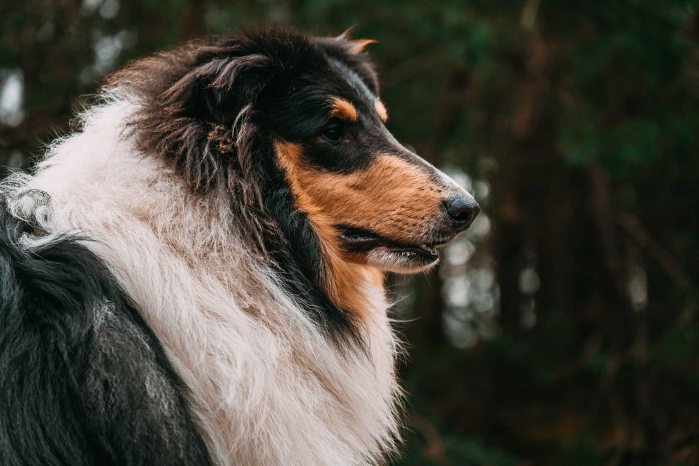 Dostępny śliczny piesek Owczarek Szkocki Długowłosy