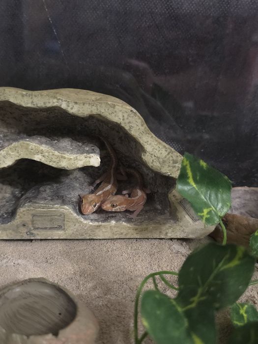 Promka do 26.12 :)Gekony madagaskarskie paroedura picta xantic