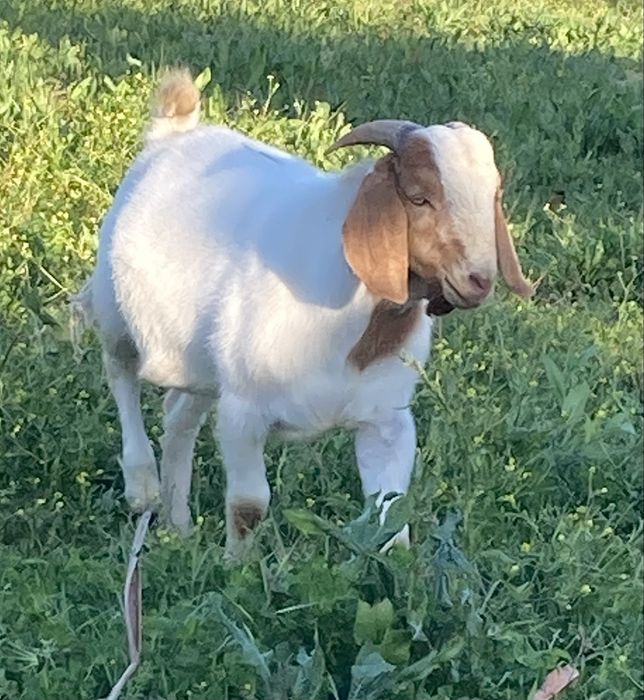 Chibo Boer puro com 13 meses