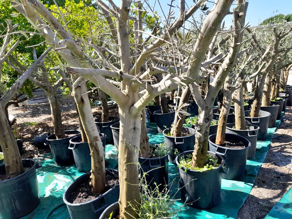 Oliveiras Para jardim ou Exposição
