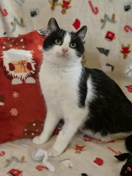 Roczna czarna Coco i półroczna króweczka