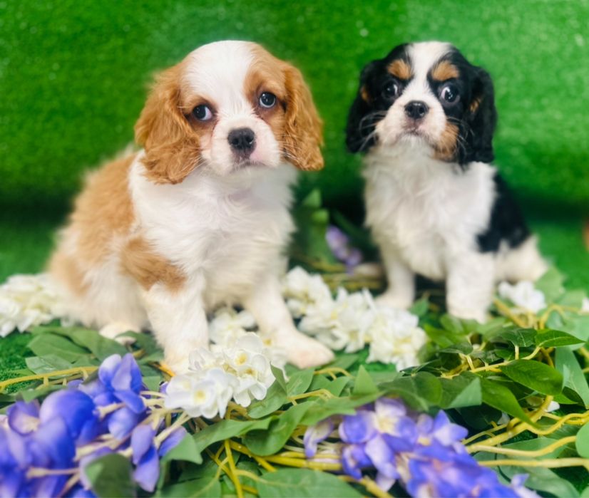 Cavalier King Charles Spaniel- z rodowodem