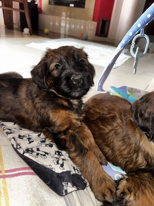 owczarek francuski Briard  FCI szczenię