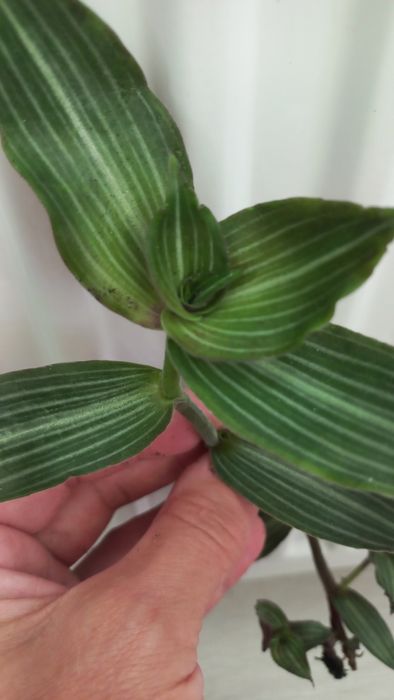 Філодендрон Мексіканум