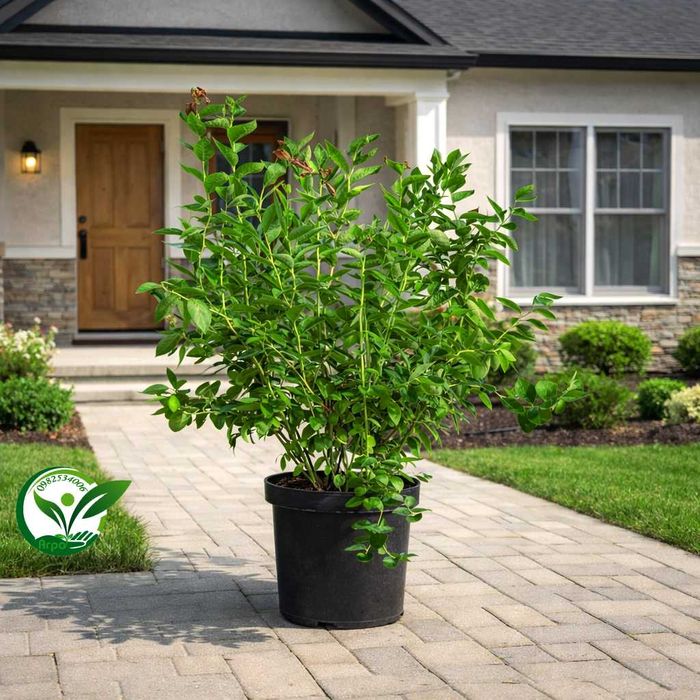 Буровка саджанці купити високоросла контейнерні саджанці лохини в саду