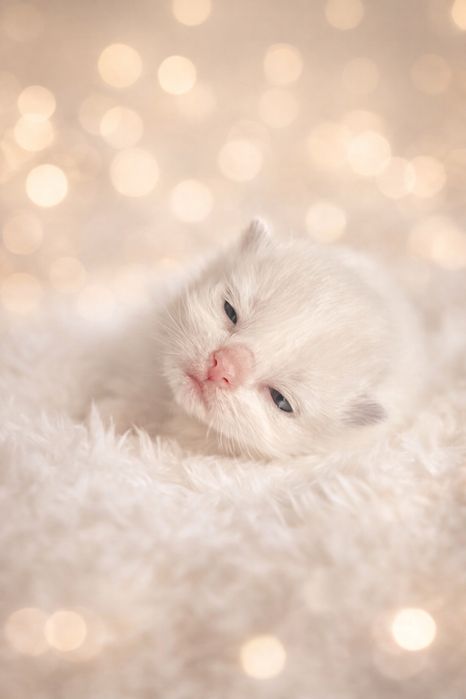 Ragdoll prawdziwy rodwod