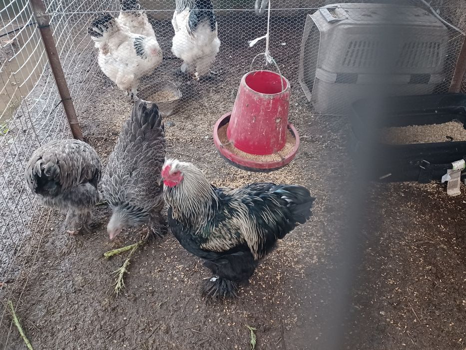 Ovos  brahma light galados