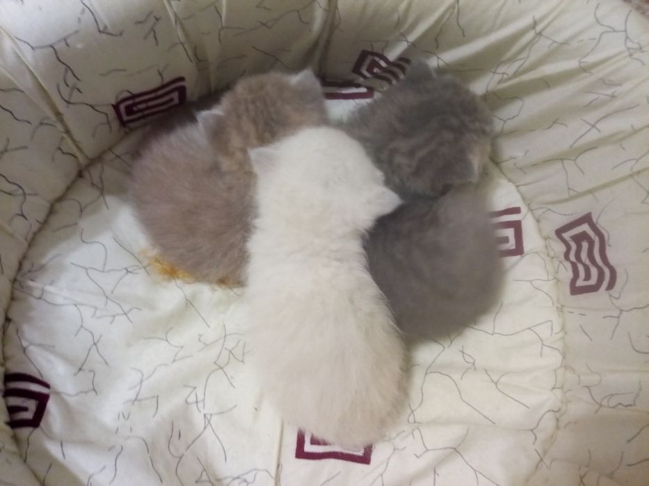 Шотландські кошенята за різними цінами