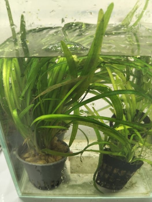 Plantas para aquário