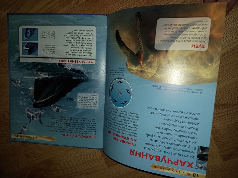 Кити та дельфіни