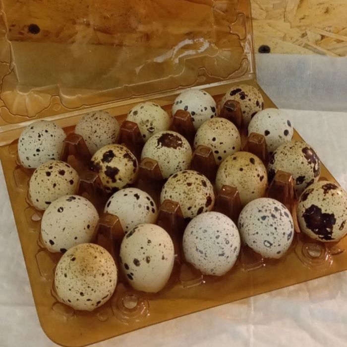 Яйцо перелов в инкубатор! Инкубационное яйцо