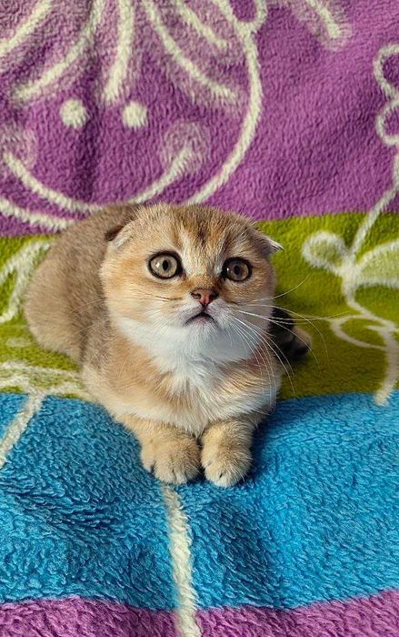 Шотландская вислоухая кошечка в окрасе ny11