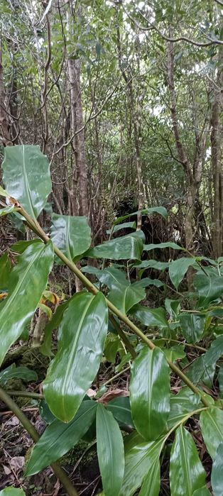 Terreno rústico 1,068 ha com acesso alcatroado — São João, Pico