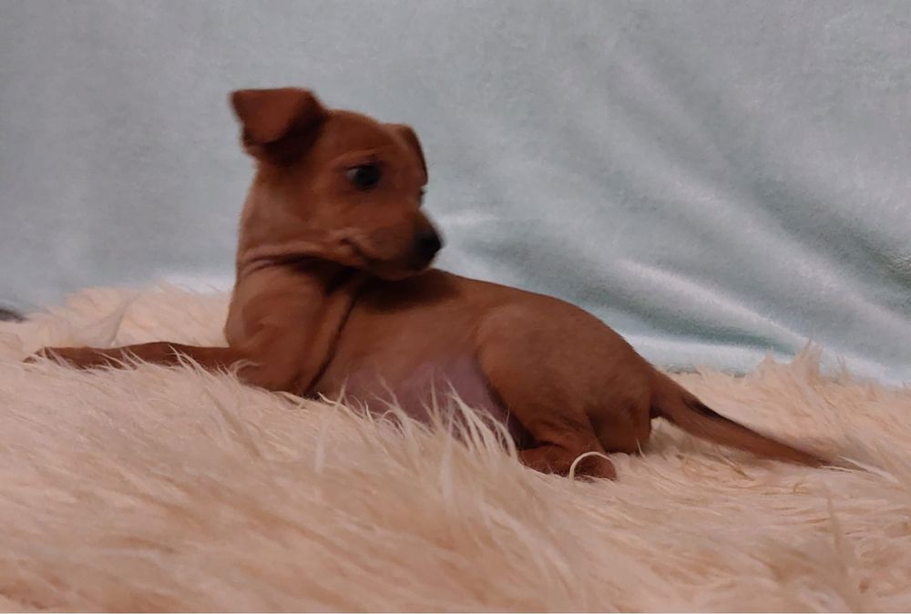 Pinscher  anao  macho