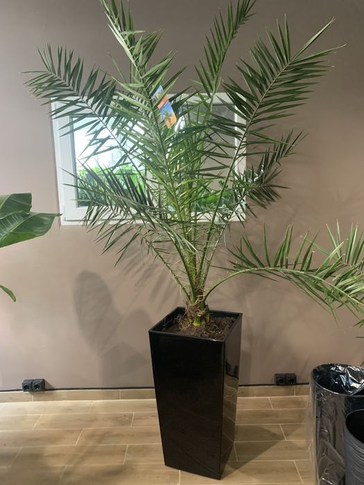 Фікус  ,  Арека. , Стреліція  висота 2 м