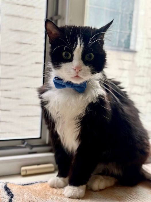 Котик Марс шукає люблячий дім