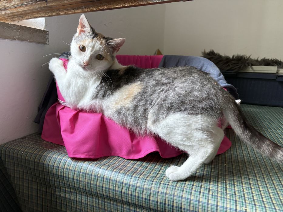Lunka poleca się do adopcji - pokochaj