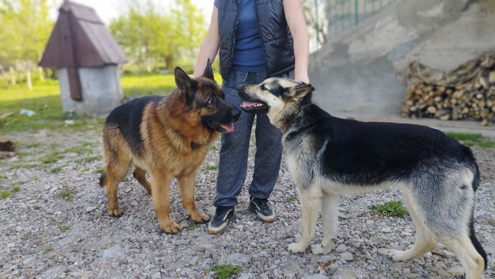 Цуценята німецької вівчарки