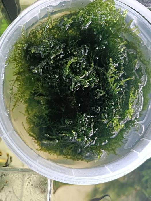 Mech jawajski akwariowy