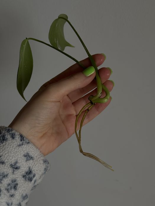 MONSTERA ALBO / монстера альба