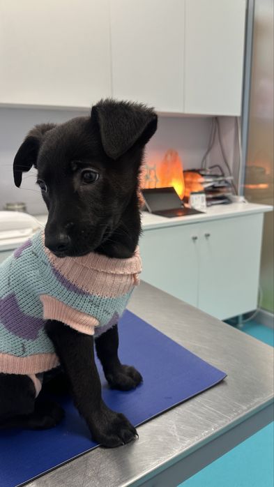 Adocao responsavel - 3 meses