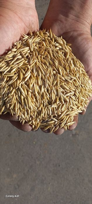 Овес зерно/ овёс семена