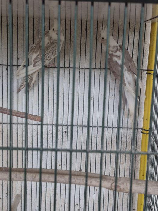 Caturra arlequim canela