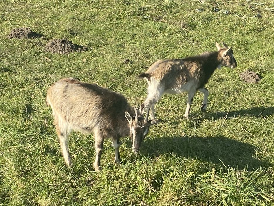 Продаються породисті альпійські кози і козенята