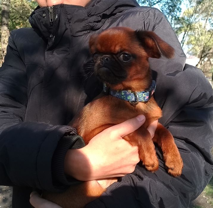 малий брабансон (гриффон), цуценята