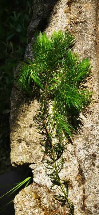 Plantas aquáticas oxigenantes