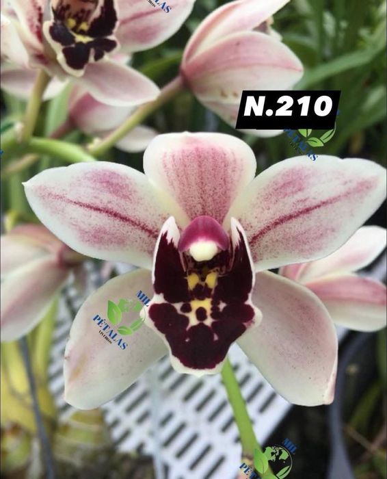 Orquídeas de Coleção a 9,50€ com 3/4 bolbos prontas a florir
