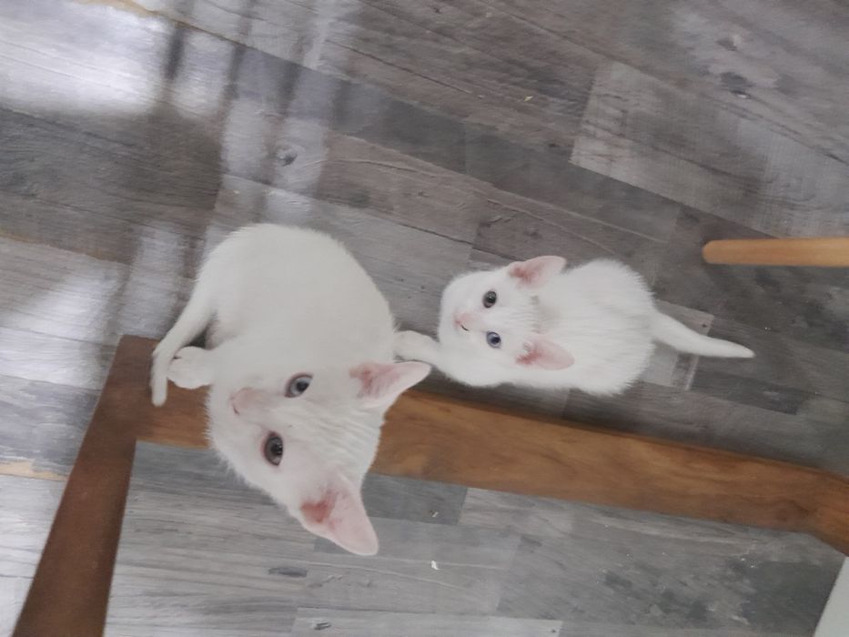 Gatos para adoção