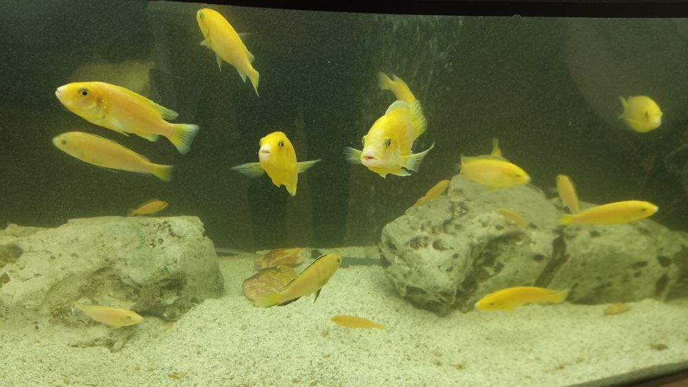 Цихліди Малаві псевдотрофеус зебра