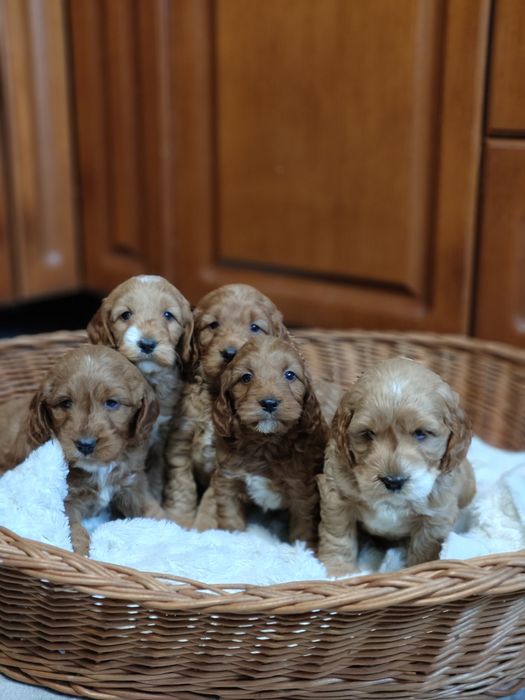 Cockapoo.Chłopczyk Apsik.Hybryda.Cocker spaniel angielski/Pudel miniat