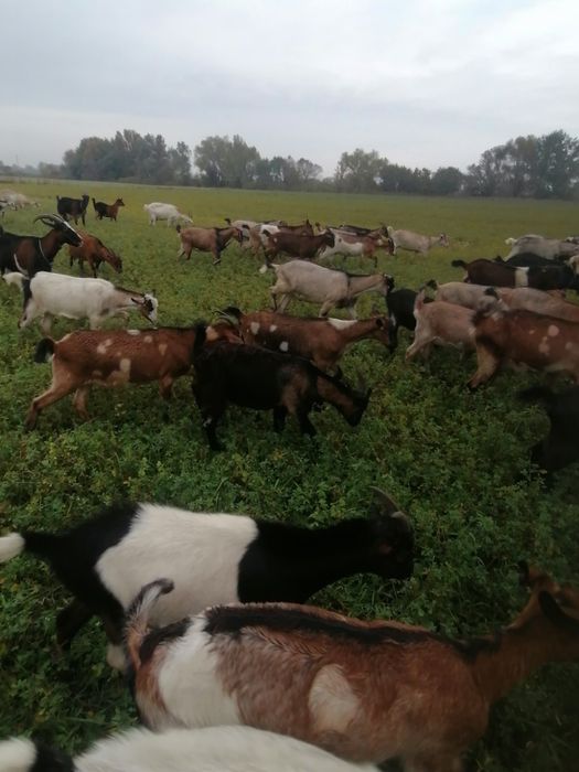 Продаж кіз,молодих цапиків