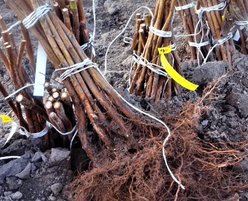 Ремонтантна малина з високою врожайністю та великими ягодами купити