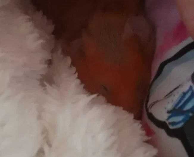 Sprzedam samiczek chomika syryjskiego