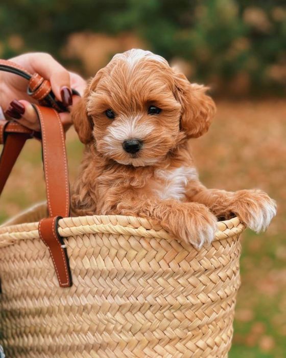 Крохітний малюк Мальтипу F1 VIP