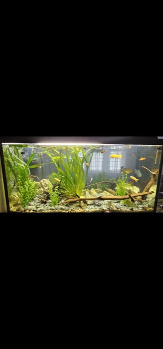 Akwarium 200l 100x40x50
