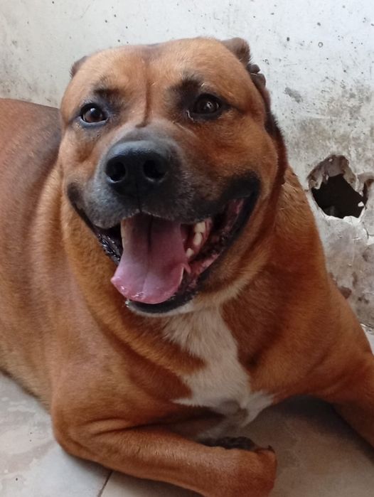 Cao para doaccao responsavel