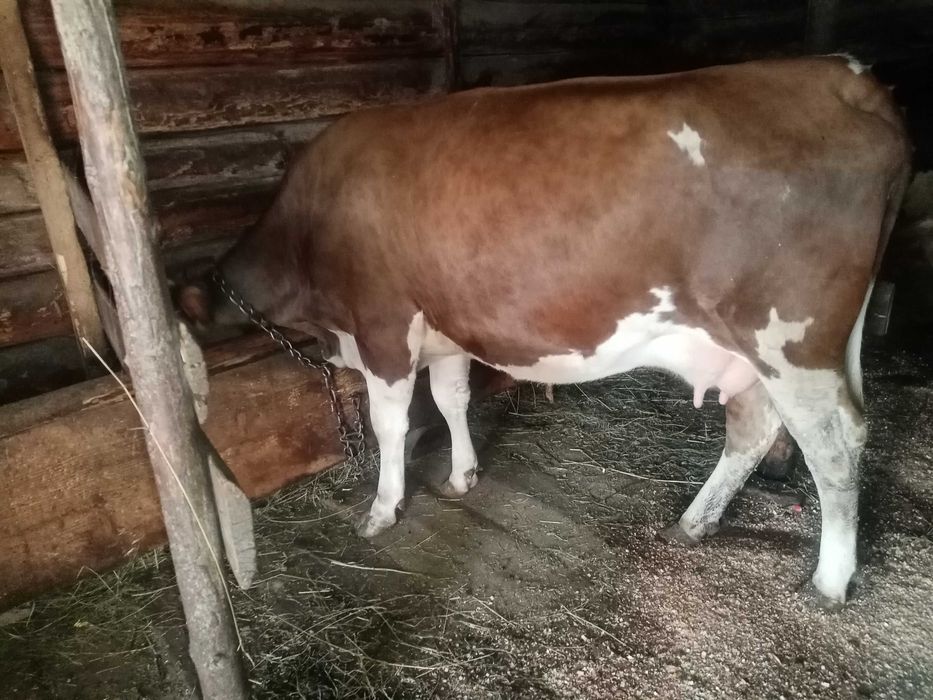 Продасться Корова молода